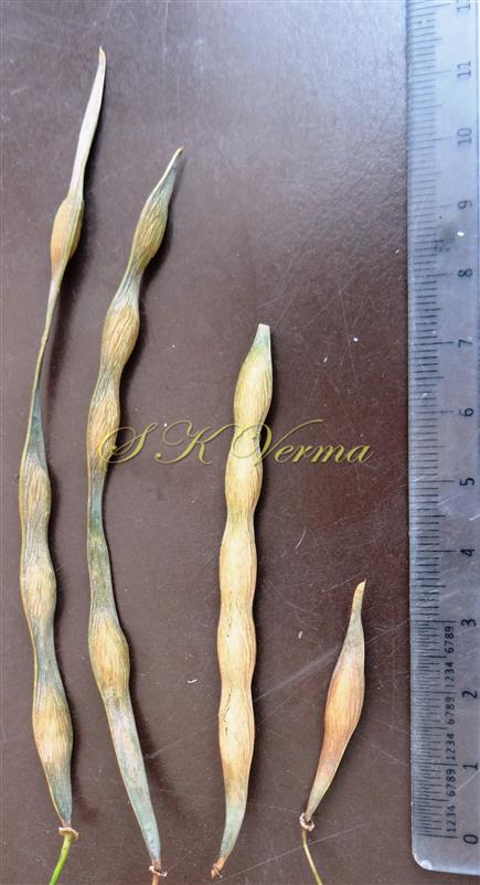  Legumes